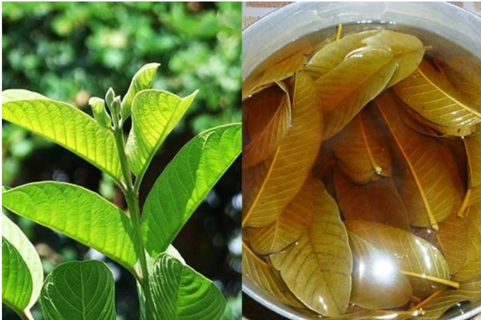 Ai hôi nách lấy nắm lá ổi làm theo cách này, nặng mùi đến mấy cũng thơm tho trở lại-2