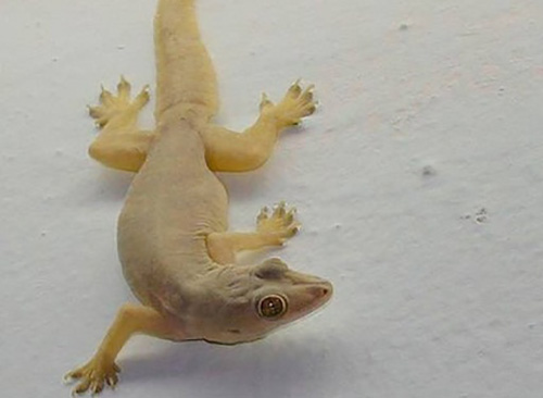 Có quá nhiều thạch sùng trong nhà cũng đừng vội giết, mách bạn mẹo nhỏ khiến chúng tự nhiên biến mất, không bao giờ dám xuất hiện nữa-1