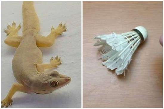 Có quá nhiều thạch sùng trong nhà cũng đừng vội giết, mách bạn mẹo nhỏ khiến chúng tự nhiên biến mất, không bao giờ dám xuất hiện nữa