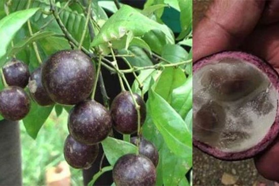 Cần làm gì khi trẻ bị ngộ độc do ăn quả hồng châu?