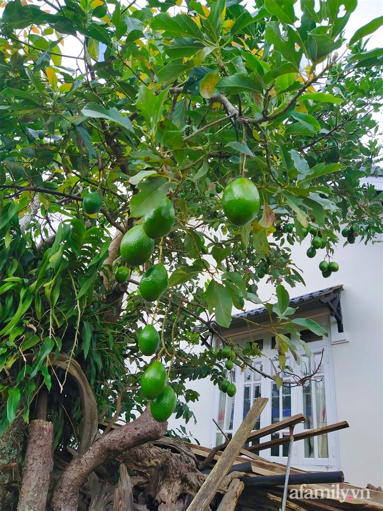Cô gái dừng học đại học, về quê trồng cây trong khu vườn rộng 7000m² đẹp mê mẩn ở trung tâm thành phố Đà Lạt-8