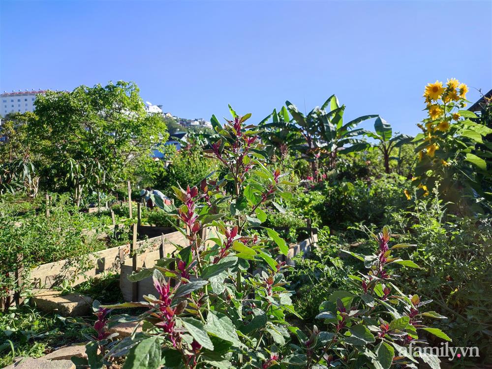 Cô gái dừng học đại học, về quê trồng cây trong khu vườn rộng 7000m² đẹp mê mẩn ở trung tâm thành phố Đà Lạt-13