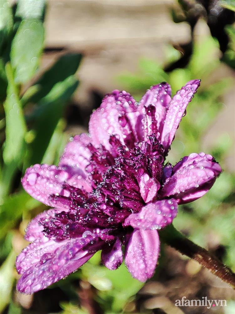 Cô gái dừng học đại học, về quê trồng cây trong khu vườn rộng 7000m² đẹp mê mẩn ở trung tâm thành phố Đà Lạt-14