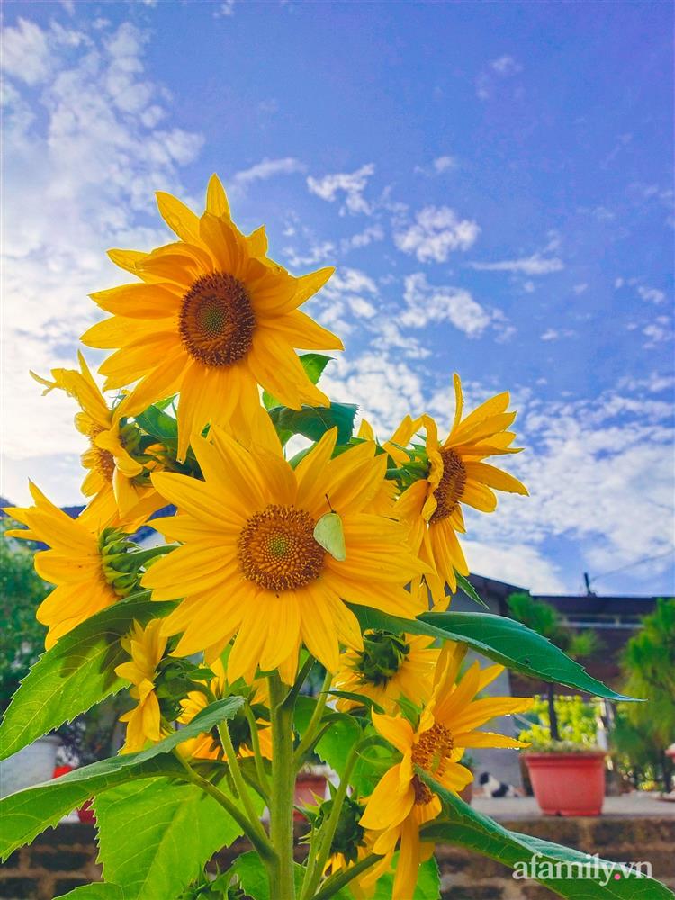 Cô gái dừng học đại học, về quê trồng cây trong khu vườn rộng 7000m² đẹp mê mẩn ở trung tâm thành phố Đà Lạt-15