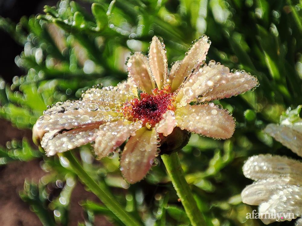 Cô gái dừng học đại học, về quê trồng cây trong khu vườn rộng 7000m² đẹp mê mẩn ở trung tâm thành phố Đà Lạt-18