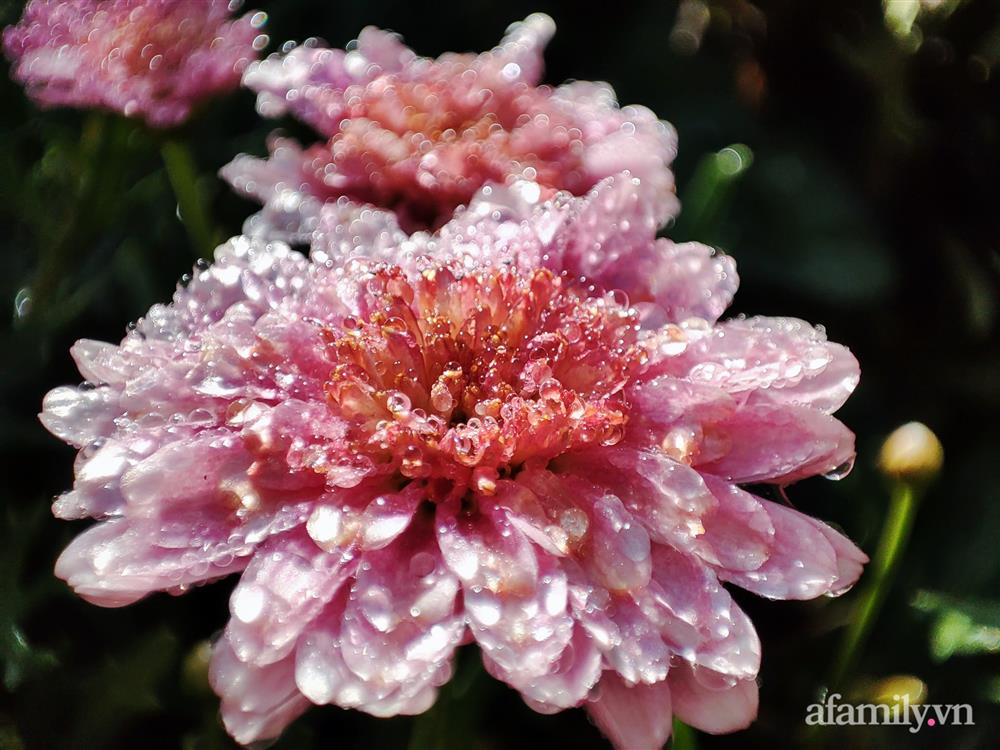 Cô gái dừng học đại học, về quê trồng cây trong khu vườn rộng 7000m² đẹp mê mẩn ở trung tâm thành phố Đà Lạt-19