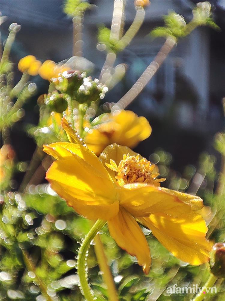 Cô gái dừng học đại học, về quê trồng cây trong khu vườn rộng 7000m² đẹp mê mẩn ở trung tâm thành phố Đà Lạt-20