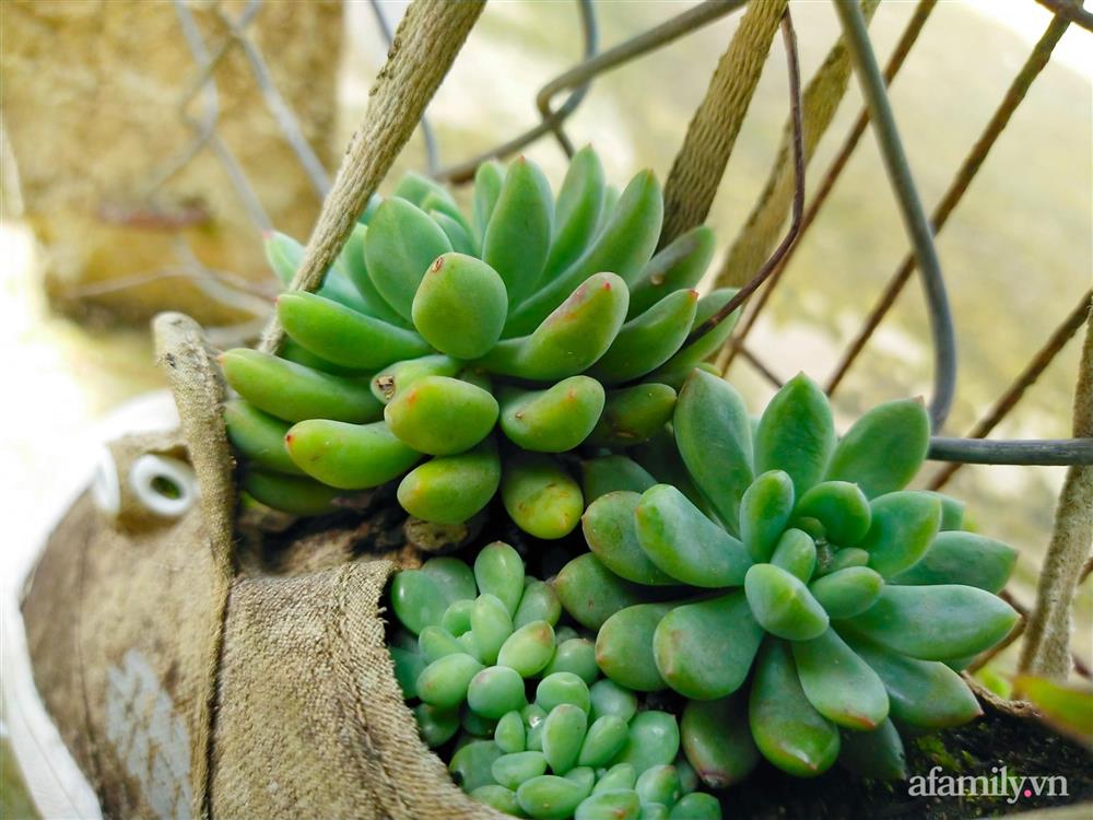 Cô gái dừng học đại học, về quê trồng cây trong khu vườn rộng 7000m² đẹp mê mẩn ở trung tâm thành phố Đà Lạt-22