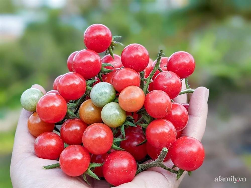 Cô gái dừng học đại học, về quê trồng cây trong khu vườn rộng 7000m² đẹp mê mẩn ở trung tâm thành phố Đà Lạt-24