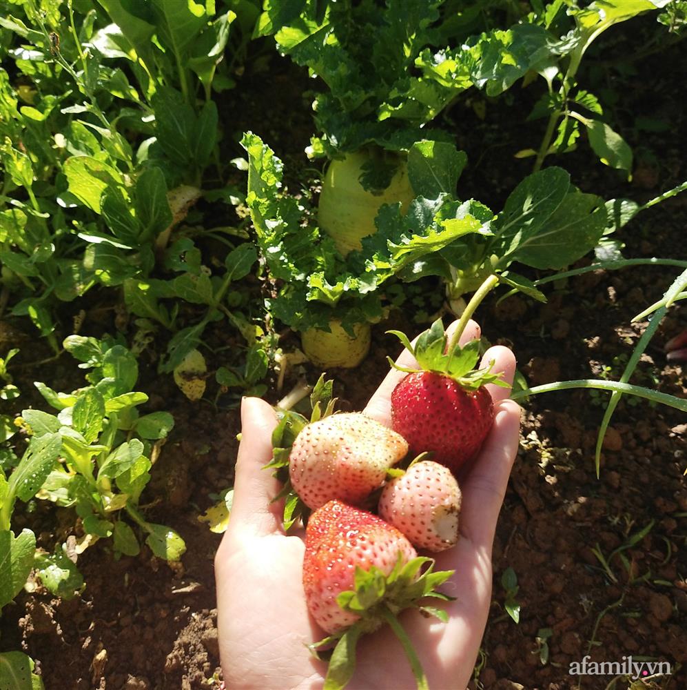 Cô gái dừng học đại học, về quê trồng cây trong khu vườn rộng 7000m² đẹp mê mẩn ở trung tâm thành phố Đà Lạt-26