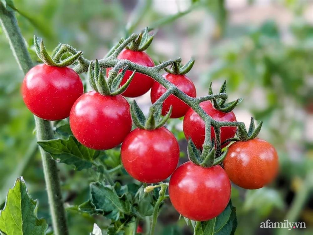 Cô gái dừng học đại học, về quê trồng cây trong khu vườn rộng 7000m² đẹp mê mẩn ở trung tâm thành phố Đà Lạt-27