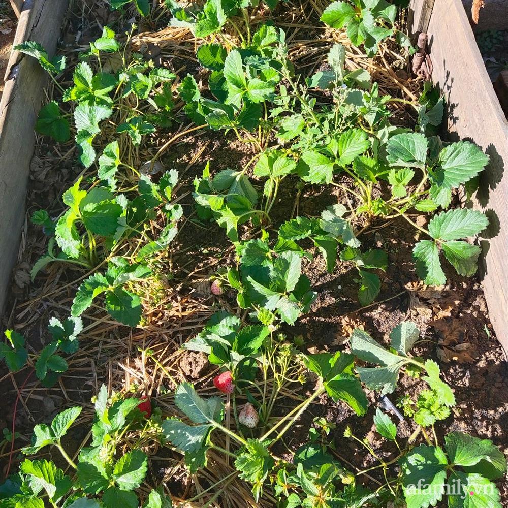 Cô gái dừng học đại học, về quê trồng cây trong khu vườn rộng 7000m² đẹp mê mẩn ở trung tâm thành phố Đà Lạt-28