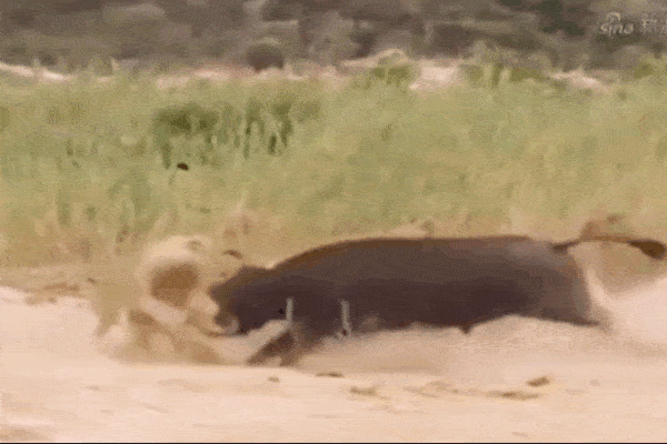 Clip: Đang nằm ngủ, sư tử bị trâu rừng húc tung lên không trung-1