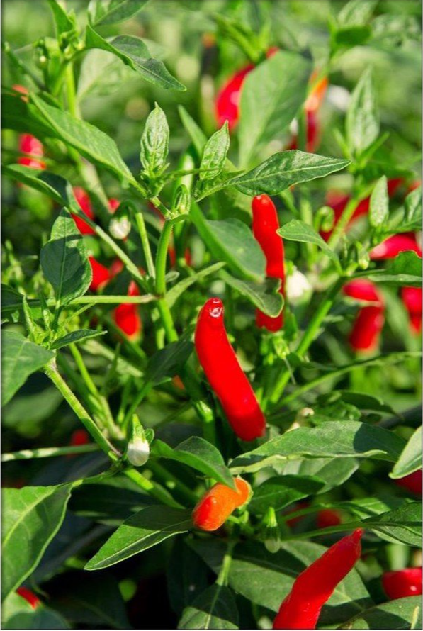 Loại quả có khắp vườn người Việt, ra chợ xin vài quả được cho không, ở đây rao bán 670.000 đồng/kg-2