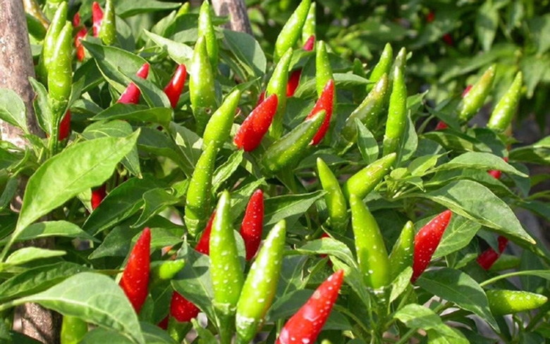 Loại quả có khắp vườn người Việt, ra chợ xin vài quả được cho không, ở đây rao bán 670.000 đồng/kg-4