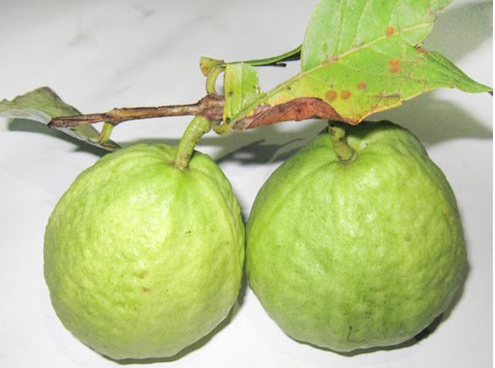 Người sành ăn ổi bày cách cứ chọn đúng quả có điểm này là ổi giòn ngon tuyệt hảo-1