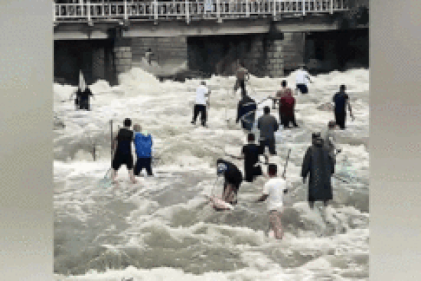 Hàng trăm người dân lao xuống sông chờ hồ xả lũ để bắt cá khổng lồ