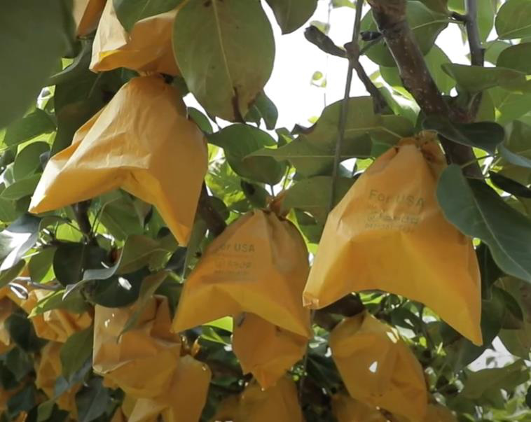 Tràn lan lê nhái Hàn Quốc trên thị trường-2