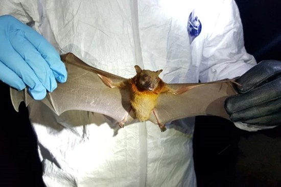 Chuyên gia Singapore cảnh báo đại dịch mới do virus SARS-CoV-3