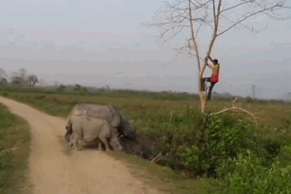 Clip: Bị tê giác truy đuổi, người đàn ông sợ hãi trèo lên cây