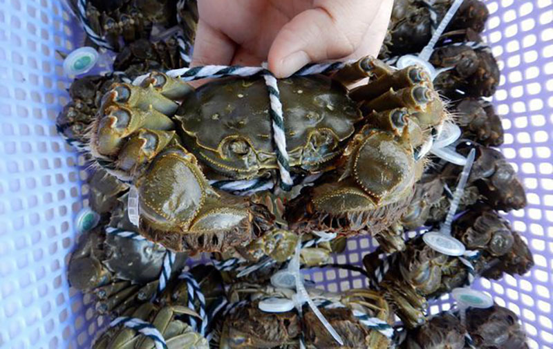 Loại cua quý tộc từ Trung Quốc đang đổ về chợ Việt-7