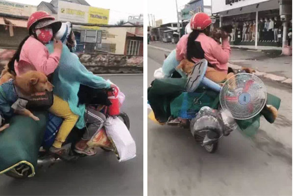 Về quê tránh dịch, cặp vợ chồng bất chấp nguy hiểm chở đồ đạc kín xe và bất ngờ nhất là không quên 5 người bạn trung thành này!-1