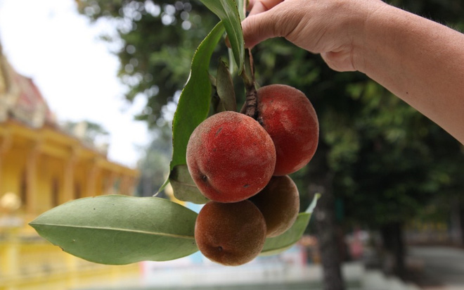 Việt Nam có loại quả lạ như kết hợp giữa đào, hồng và vú sữa: Người miền Tây nhìn phát biết ngay tên gọi!-3