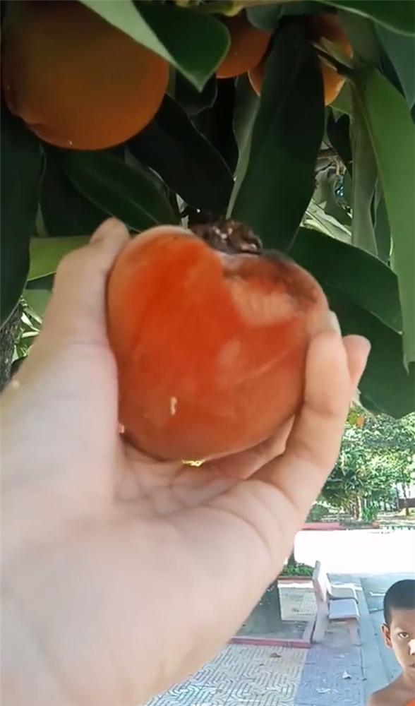 Việt Nam có loại quả lạ như kết hợp giữa đào, hồng và vú sữa: Người miền Tây nhìn phát biết ngay tên gọi!-2