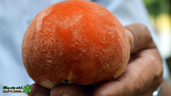 Việt Nam có loại quả lạ như kết hợp giữa đào, hồng và vú sữa: Người miền Tây nhìn phát biết ngay tên gọi!-5