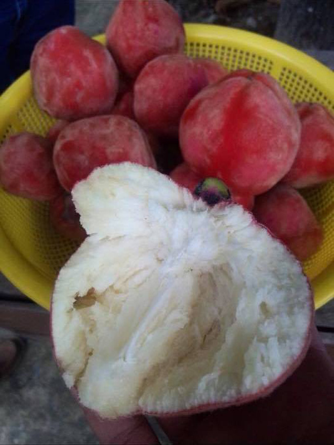 Việt Nam có loại quả lạ như kết hợp giữa đào, hồng và vú sữa: Người miền Tây nhìn phát biết ngay tên gọi!-8