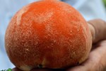Loại lá dùng để gói xôi, bánh ở Việt Nam, được bán 500.000 đồng/lá trên Amazon, eBay-5