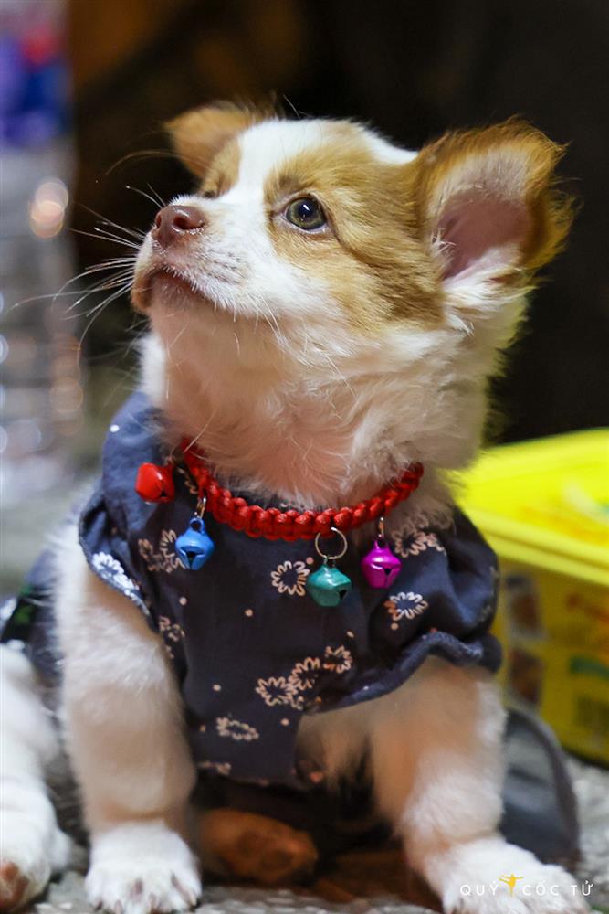 Chú cún nổi tiếng của cụ ông bán vé số câm điếc bị cắn chết: Xót thương số phận bơ vơ người ở lại-2