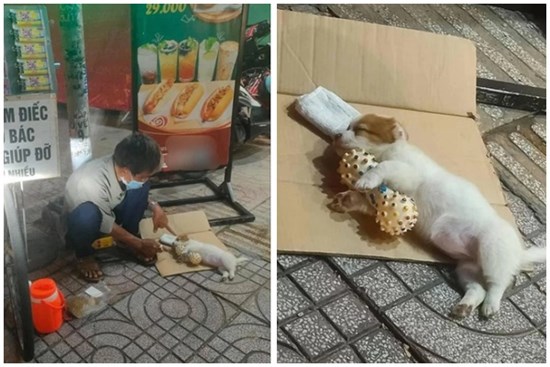 Chú cún nổi tiếng của cụ ông bán vé số câm điếc bị cắn chết: Xót thương số phận bơ vơ người ở lại