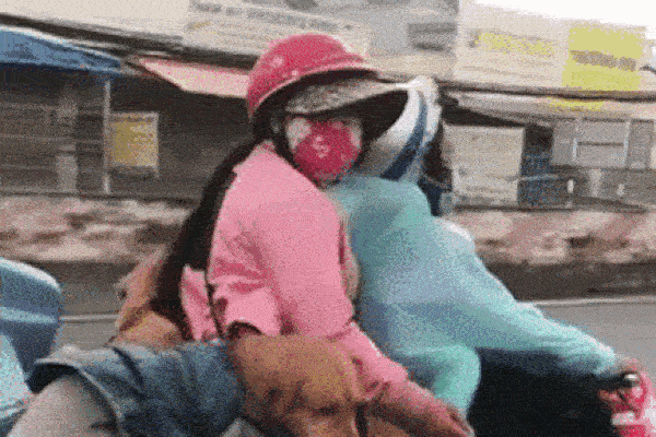 Hành trình về Cà Mau đầy đau lòng của 15 chú chó: Chính quyền địa phương xác nhận đã tiêu huỷ-3