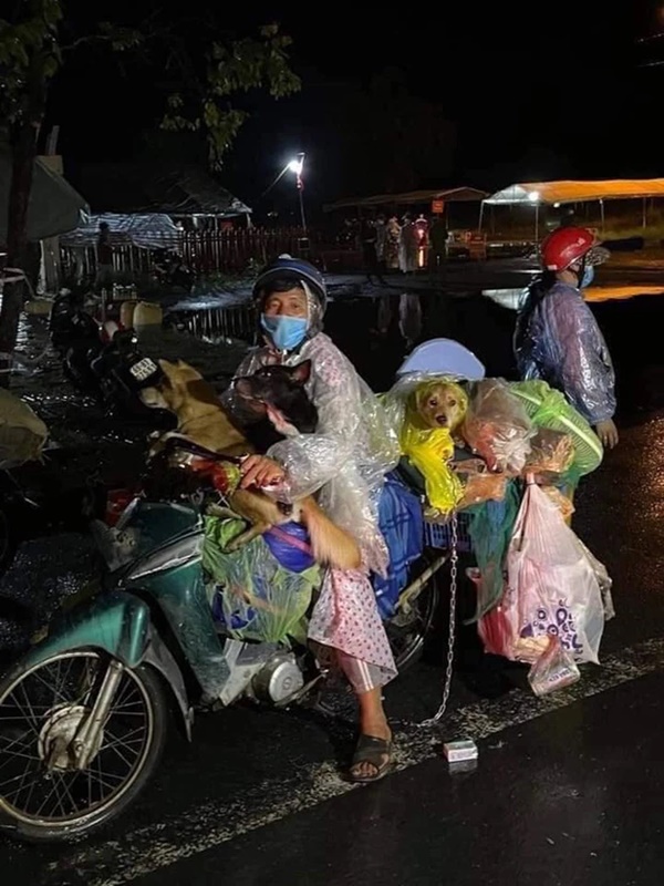 Hành trình về Cà Mau đầy đau lòng của 15 chú chó: Chính quyền địa phương xác nhận đã tiêu huỷ-1