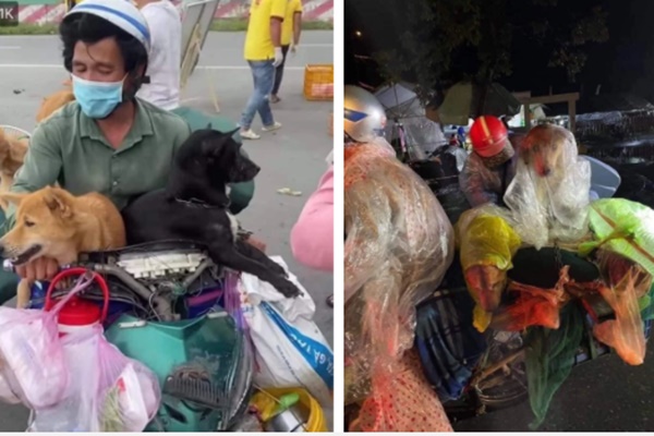 Hành trình về Cà Mau đầy đau lòng của 15 chú chó: Chính quyền địa phương xác nhận đã tiêu huỷ-2