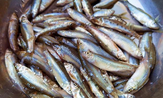 Loài cá 3 năm mới dài được 9 cm, thường bị nhầm là cá tạp nhỏ thật ra lại cực kỳ bổ dưỡng, kho theo cách này thì ăn hết cả nồi cơm-1