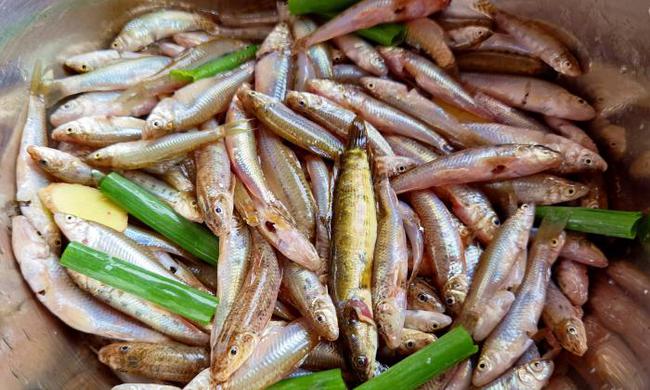 Loài cá 3 năm mới dài được 9 cm, thường bị nhầm là cá tạp nhỏ thật ra lại cực kỳ bổ dưỡng, kho theo cách này thì ăn hết cả nồi cơm-3