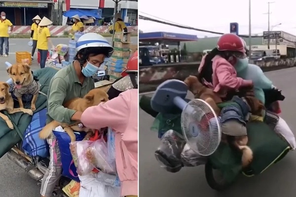 Chính quyền xã lên tiếng về vụ 15 con chó bị tiêu hủy: Người dân đã đồng ý, dựa trên tinh thần tự nguyện-1
