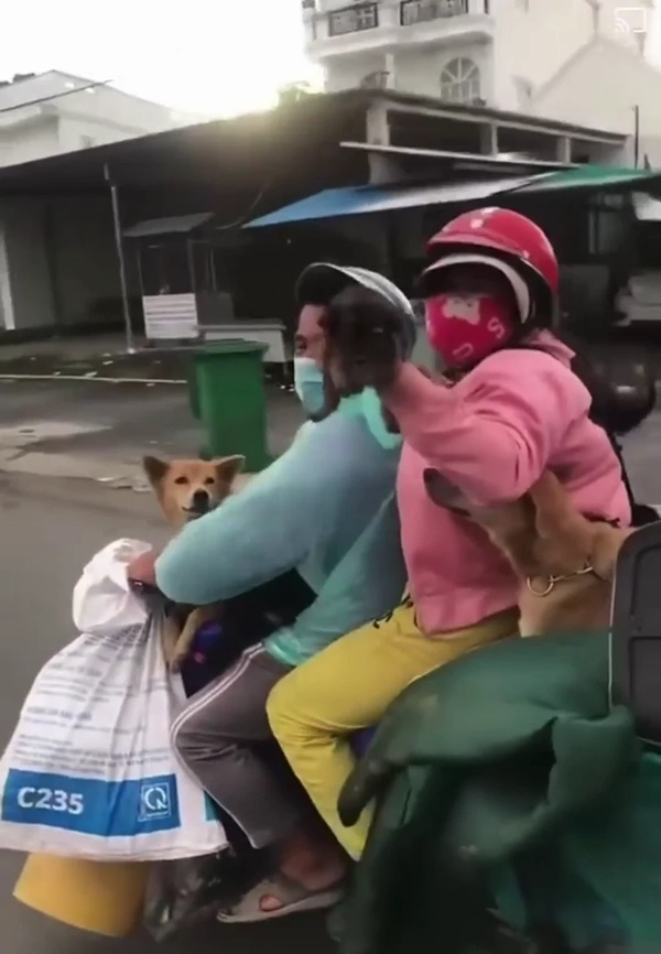 Vụ 15 con chó bị tiêu hủy tại khu cách ly gây xôn xao: Một con dương tính với virus nhưng chưa rõ là virus gì-2