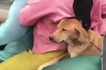 Sao Việt lên tiếng trước thông tin 15 chú chó bị thiêu huỷ: Văn Mai Hương - Sĩ Thanh quá đau lòng, Hồng Ánh bật khóc không dám tin-16