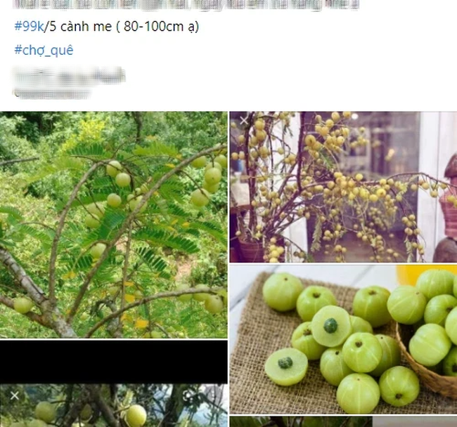 Me rừng Tây Bắc vừa chua vừa chát vẫn khiến hội chị em Hà Thành chốt đơn mua ầm ầm-5