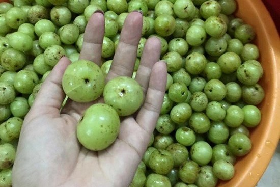 Me rừng Tây Bắc vừa chua vừa chát vẫn khiến hội chị em Hà Thành chốt đơn mua ầm ầm