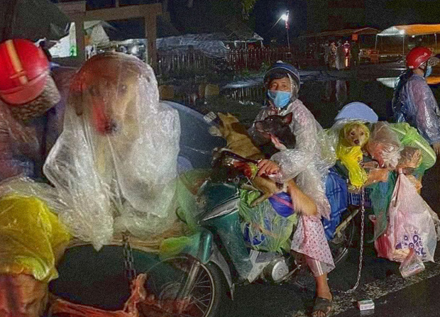 Sao Việt lên tiếng trước thông tin 15 chú chó bị thiêu huỷ: Văn Mai Hương - Sĩ Thanh quá đau lòng, Hồng Ánh bật khóc không dám tin-15