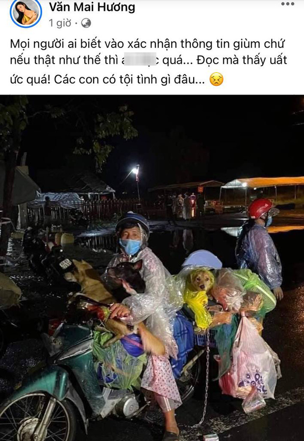 Sao Việt lên tiếng trước thông tin 15 chú chó bị thiêu huỷ: Văn Mai Hương - Sĩ Thanh quá đau lòng, Hồng Ánh bật khóc không dám tin-2