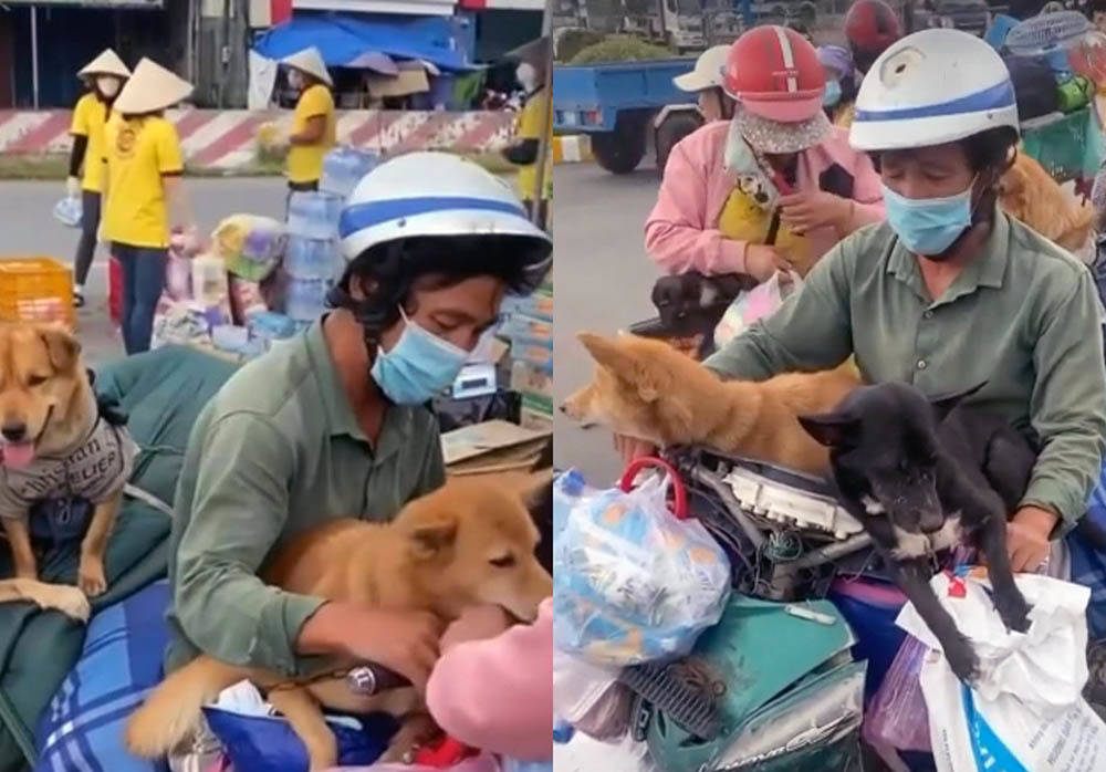 Chính quyền Cà Mau thừa nhận thiếu sót trong việc tiêu huỷ 15 con chó được chủ chở về quê-1