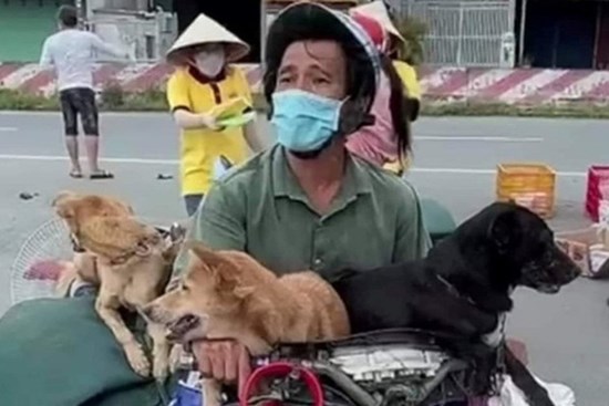 Chính quyền Cà Mau thừa nhận thiếu sót trong việc tiêu huỷ 15 con chó được chủ chở về quê