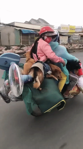 Vụ đàn chó về quê tránh dịch cùng đôi vợ chồng nghèo bị tiêu hủy: Luật sư lên tiếng-1