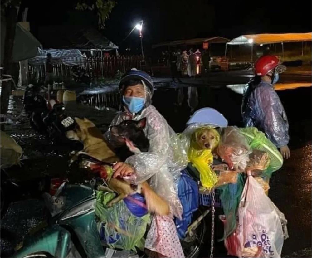 Vụ đàn chó về quê tránh dịch cùng đôi vợ chồng nghèo bị tiêu hủy: Luật sư lên tiếng-2