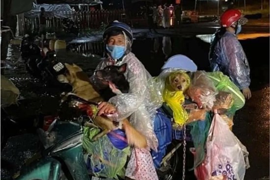 Vụ đàn chó về quê tránh dịch cùng đôi vợ chồng nghèo bị tiêu hủy: Luật sư lên tiếng